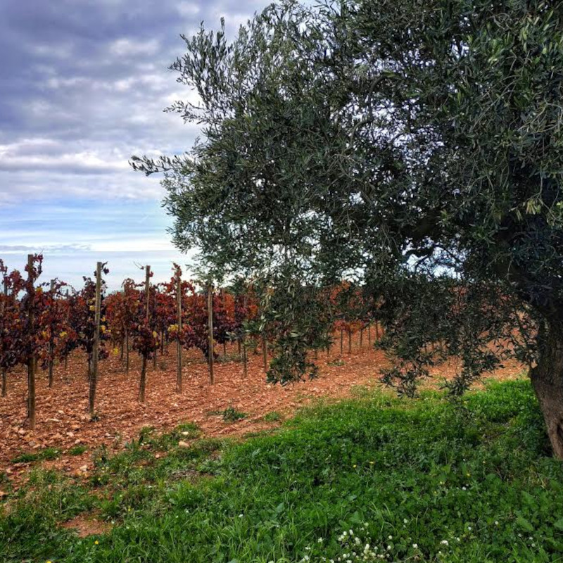 Imatge referent a les vinyes d'aquesta ruta