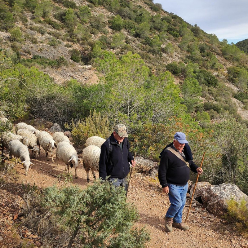 Imatge referent a la ruta curta del transhumant 2023