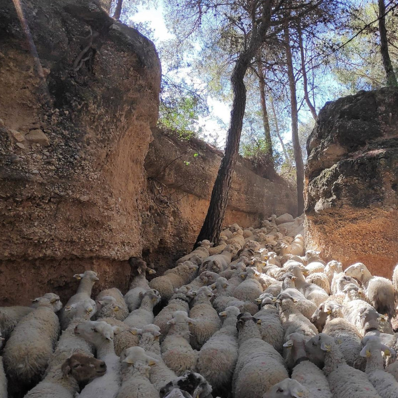 Imatge referent a la ruta llarga del transhumant 2023