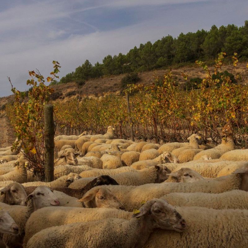 Imatge referent a la ruta de transhumancia de Salomó fins a Calafell