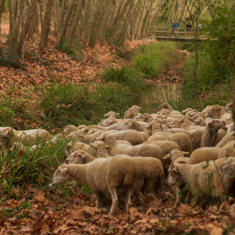 Imatge referent a la ruta de transhumancia de l'Arboç fins a Rodonyà
