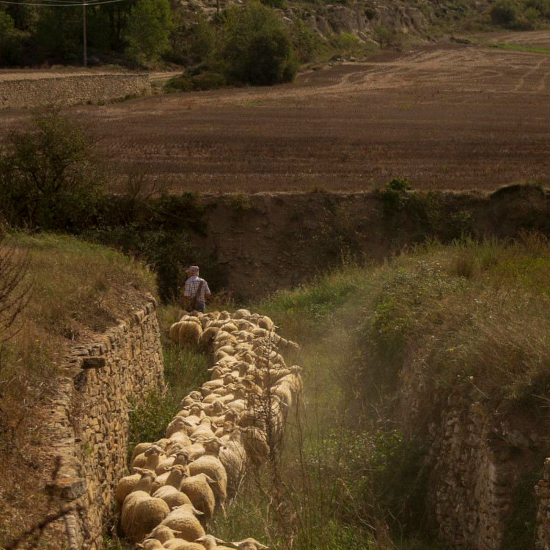 Imatge referent a la ruta de transhumancia de Cunit fins Santa Coloma de Queralt