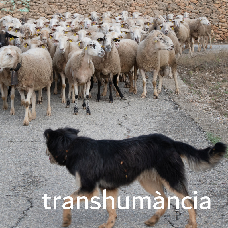 transhumancia